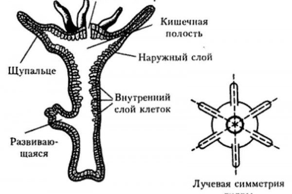 Кракен не работает сегодня