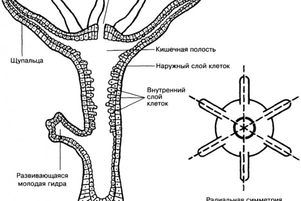 Кракен нрк